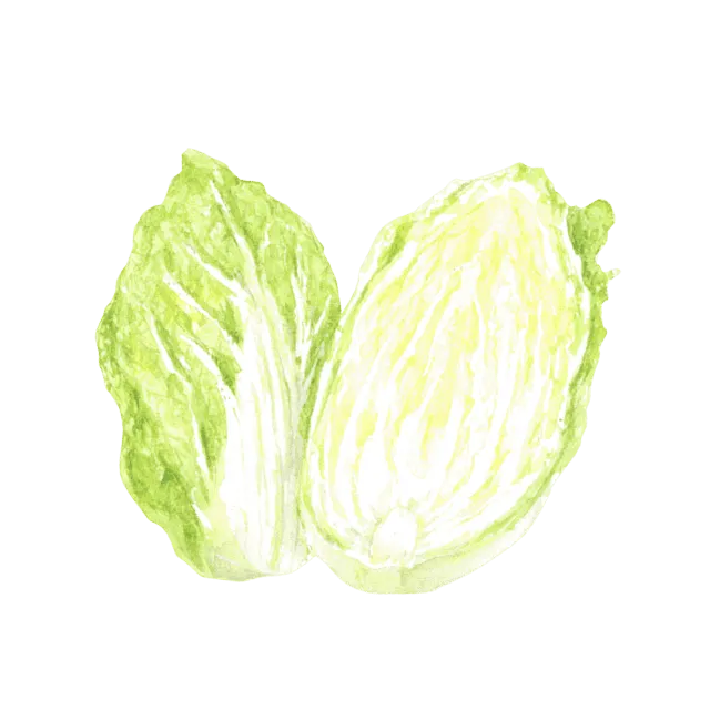 白菜のイラスト