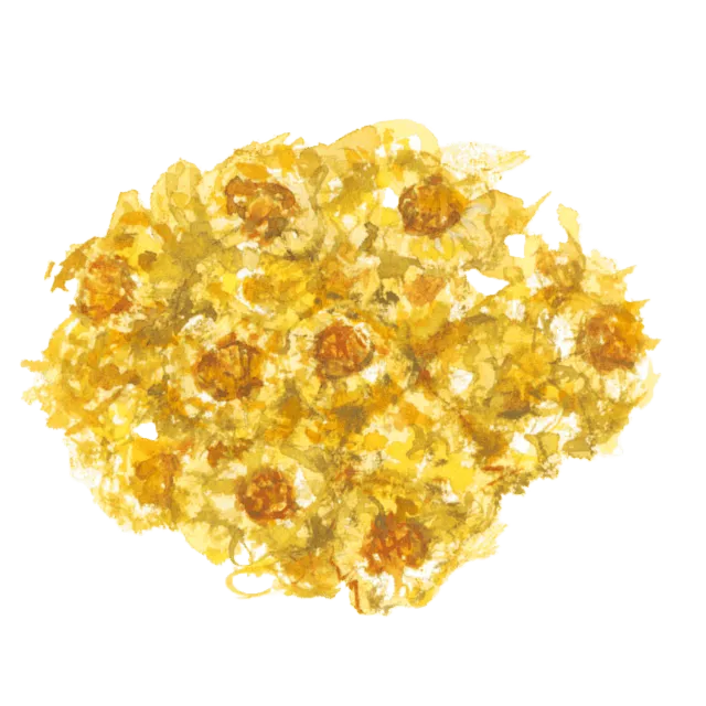 菊花のイラスト