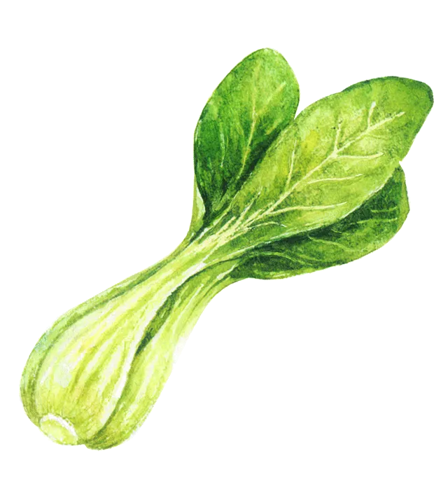 ちんげんさいのイラスト