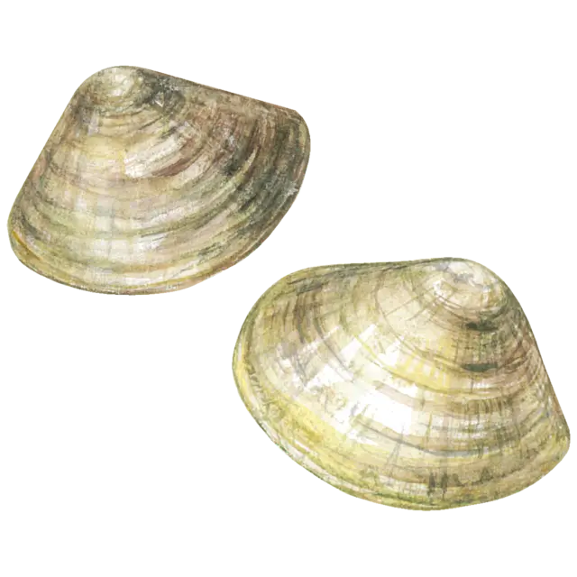 ハマグリのイラスト