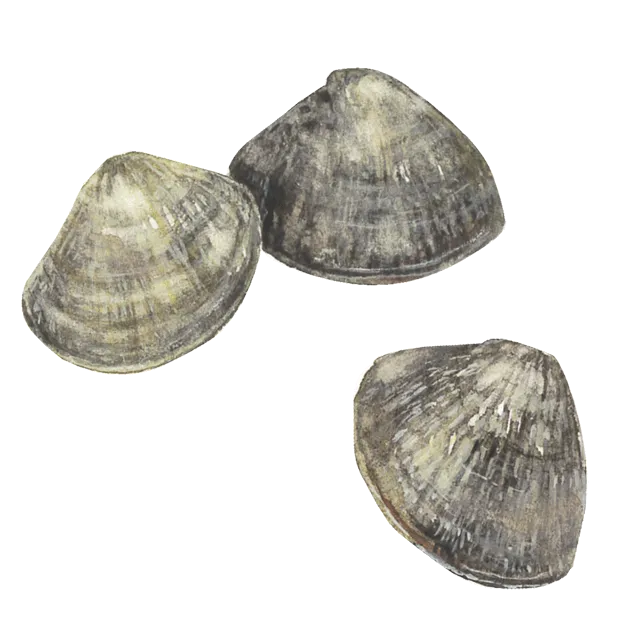 あさりのイラスト