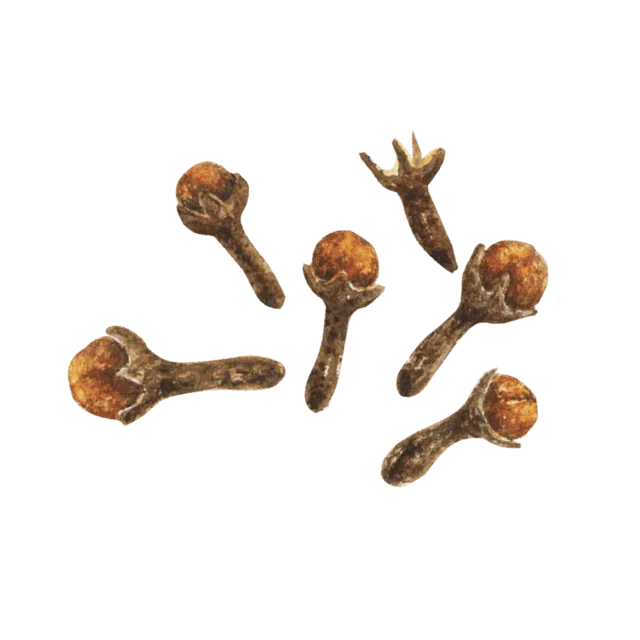 丁子（クローブ）のイラスト