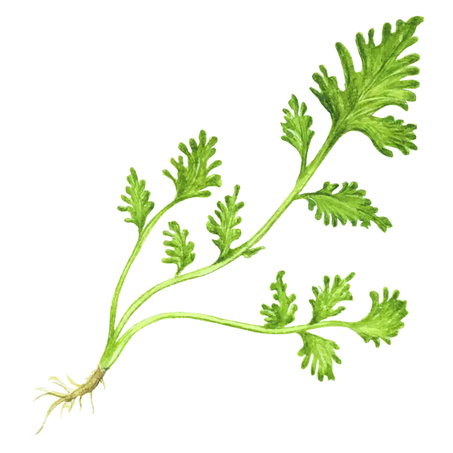 パクチー（コリアンダー）のイラスト