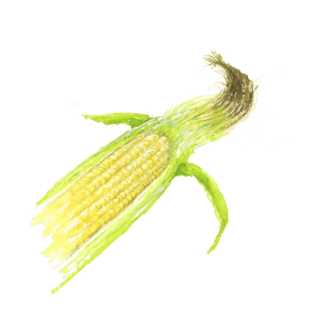 とうもろこしのひげのイラスト