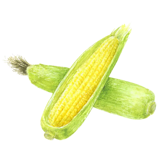 とうもろこしのイラスト