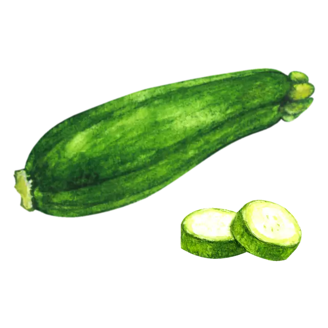 ズッキーニのイラスト