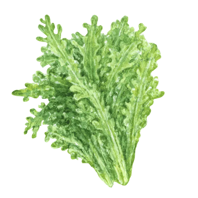 春菊のイラスト