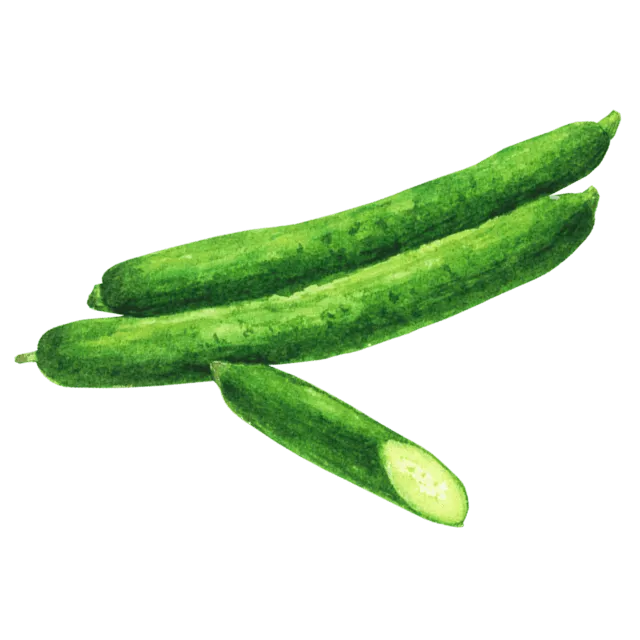 きゅうりのイラスト