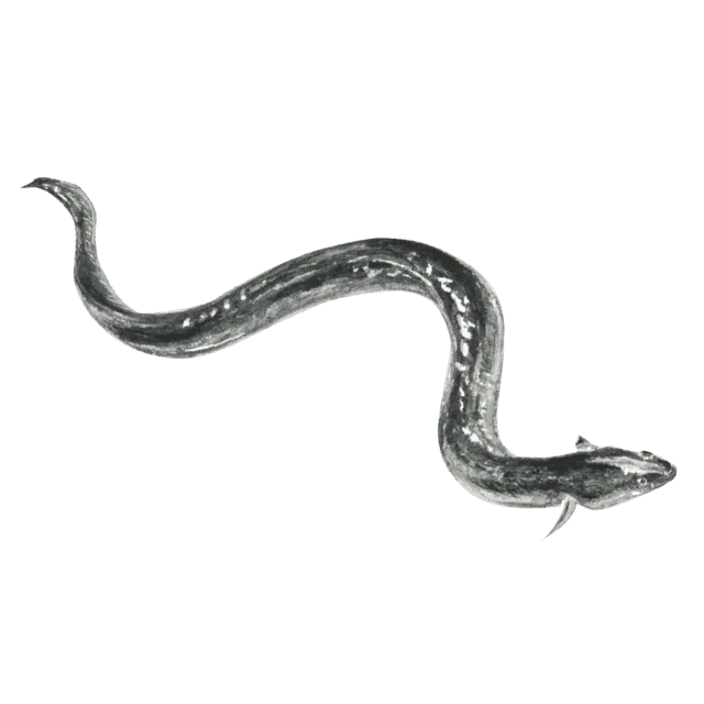 うなぎのイラスト