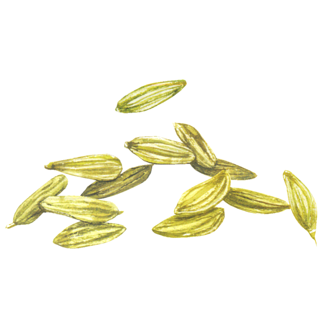 フェンネル（小茴香）のイラスト