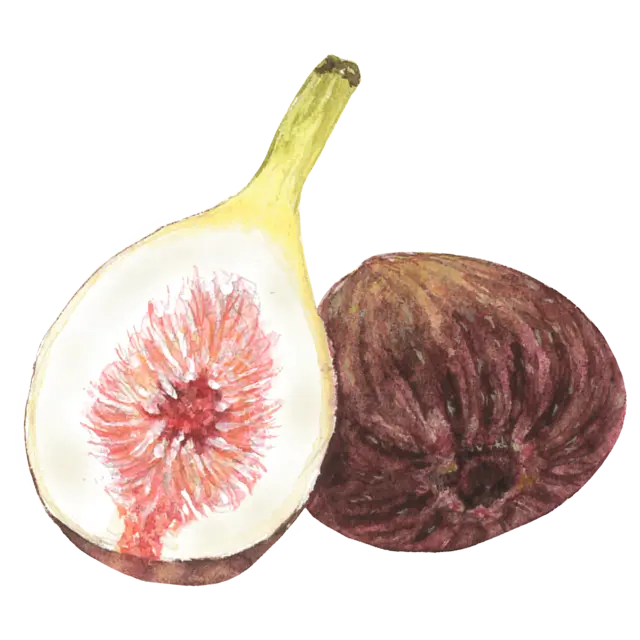 いちじくのイラスト
