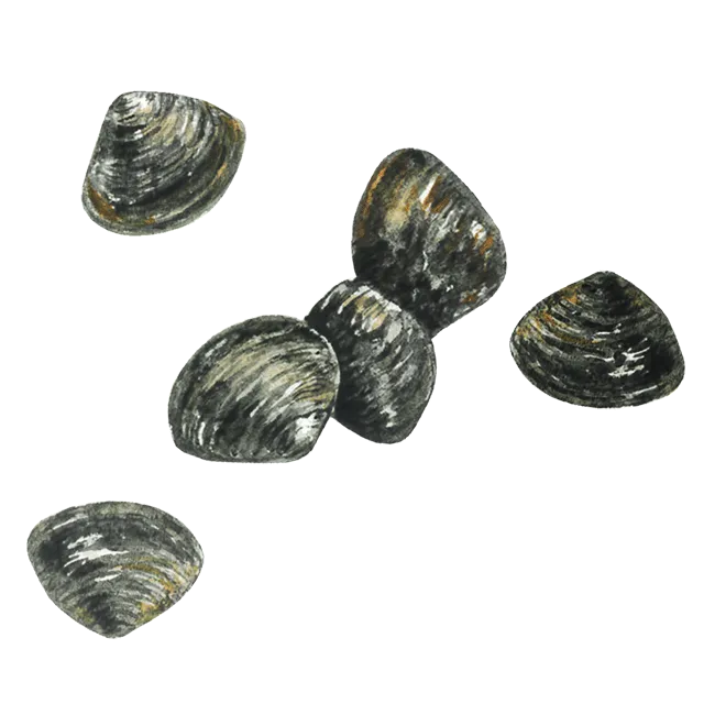 しじみのイラスト