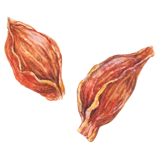 くちなしのみのイラスト