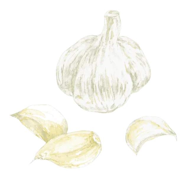 にんにくのイラスト