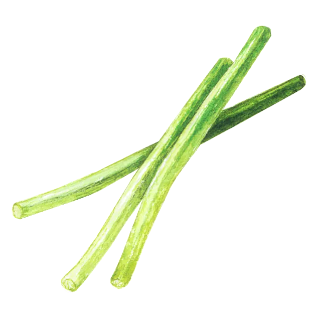 にんにくの芽のイラスト