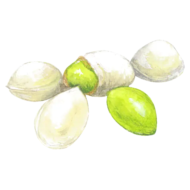 ぎんなんのイラスト