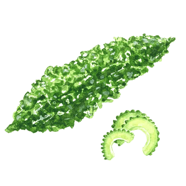 にがうり（ゴーヤ）のイラスト