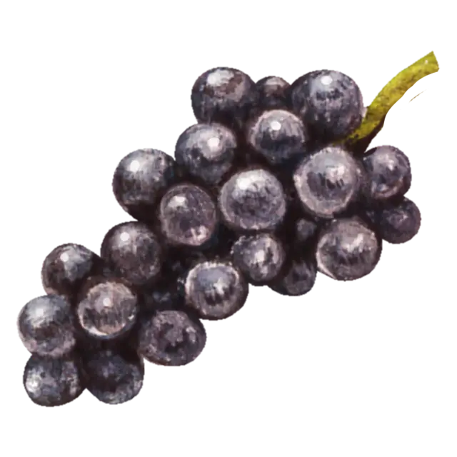 ぶどうのイラスト