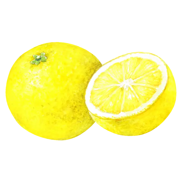 グレープフルーツのイラスト