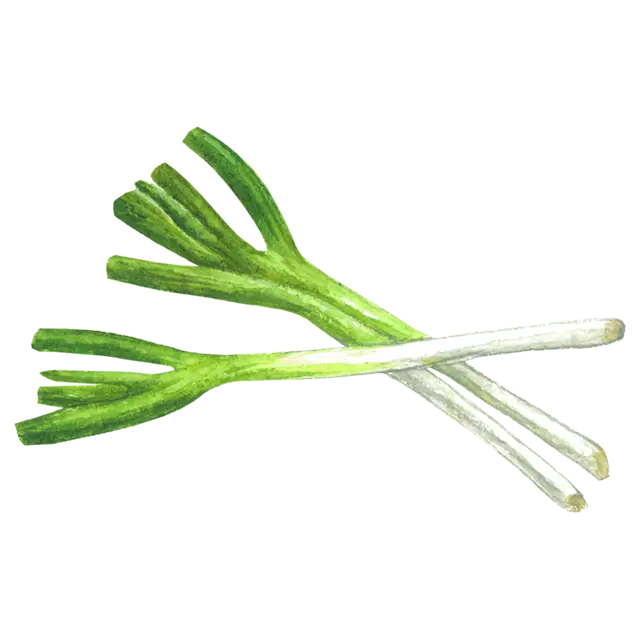 ねぎのイラスト