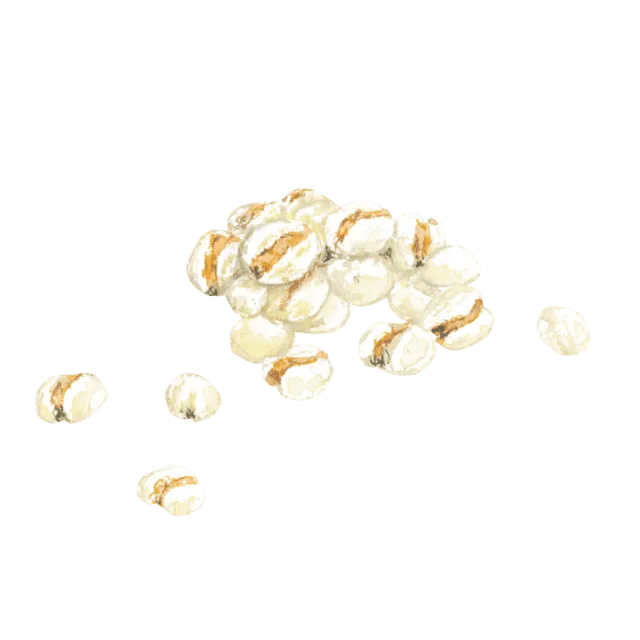 ハトムギのイラスト