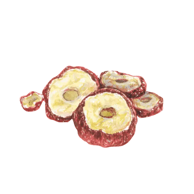 サンザシのイラスト