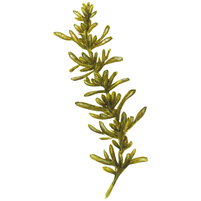 ひじきのイラスト