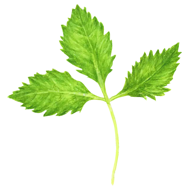 三つ葉のイラスト