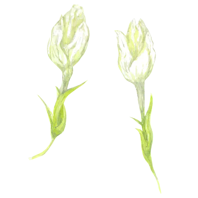 ジャスミンのイラスト