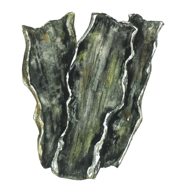 昆布のイラスト