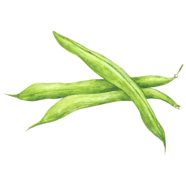 いんげん豆のイラスト