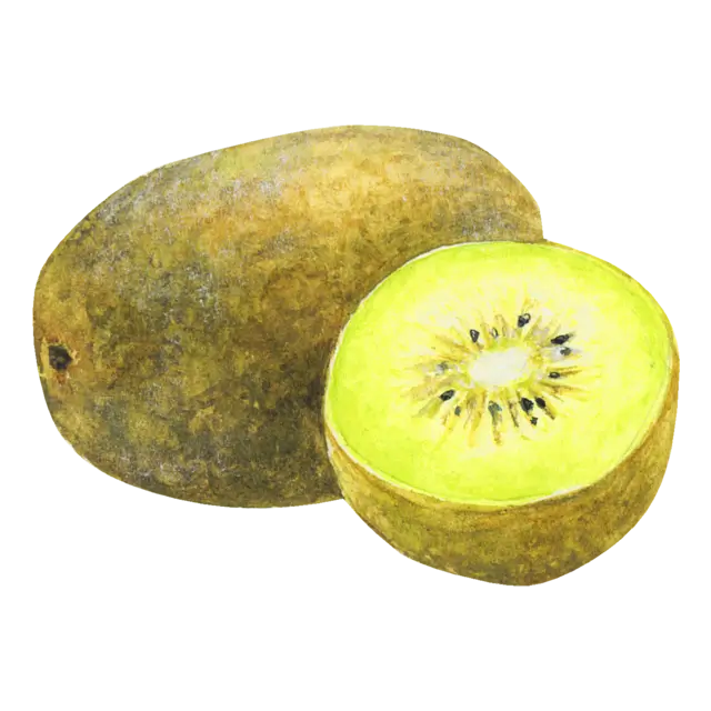 キウイフルーツのイラスト