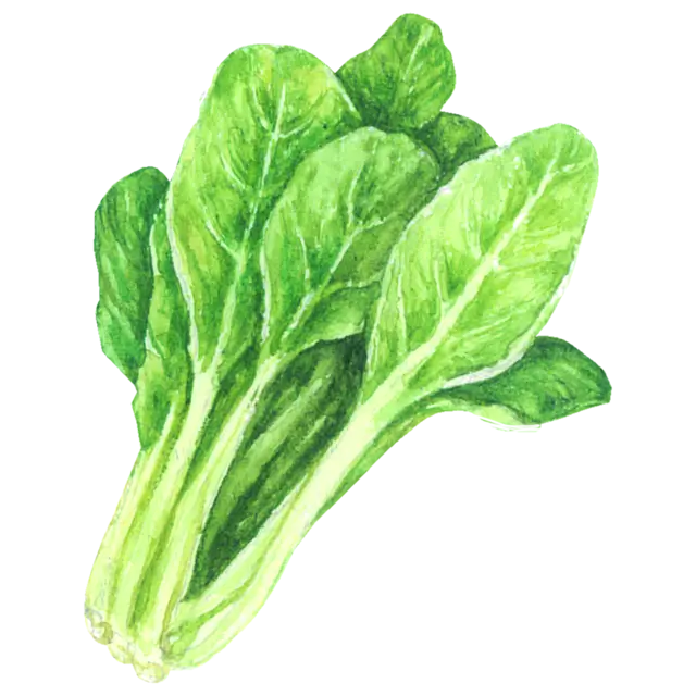 小松菜のイラスト