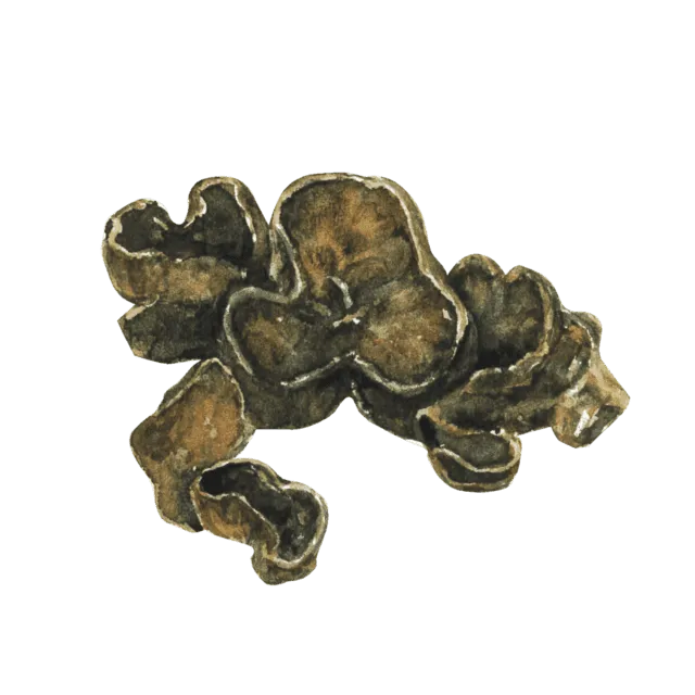 黒きくらげのイラスト