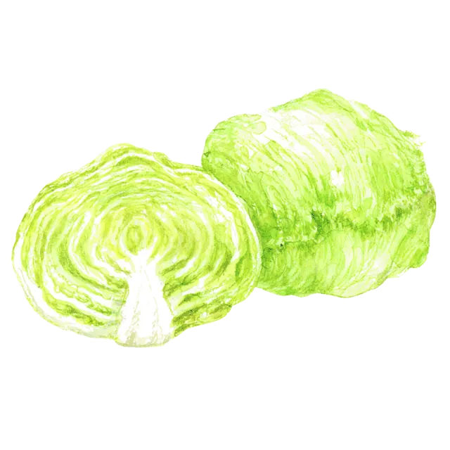 レタスのイラスト