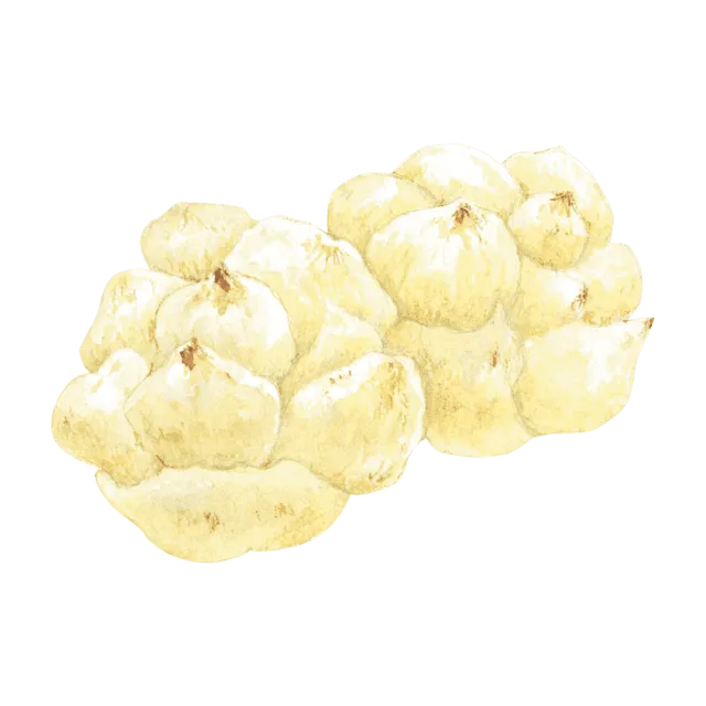 百合根のイラスト