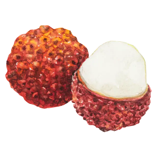 ライチのイラスト