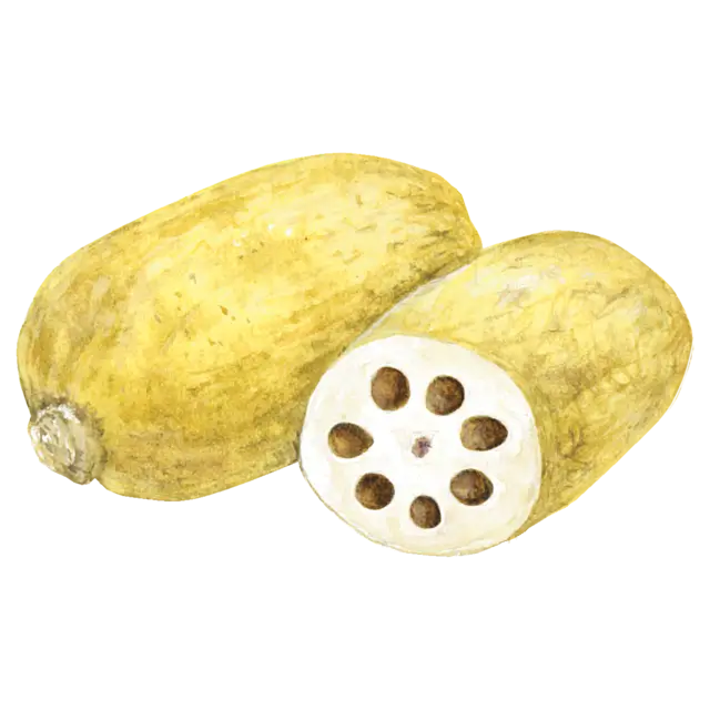 れんこんのイラスト