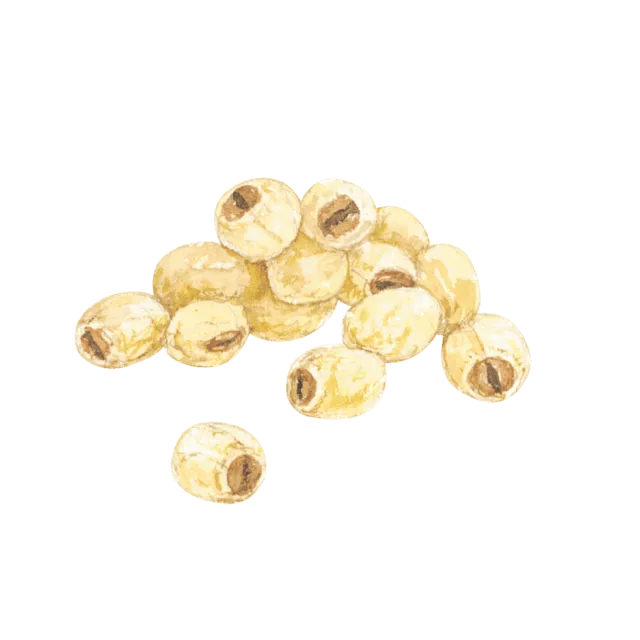 蓮の実のイラスト