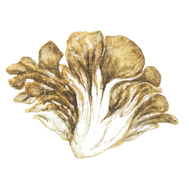 まいたけのイラスト