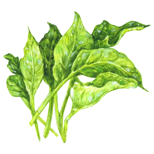 つるむらさきのイラスト