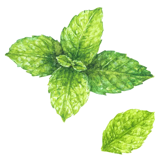 ミントのイラスト