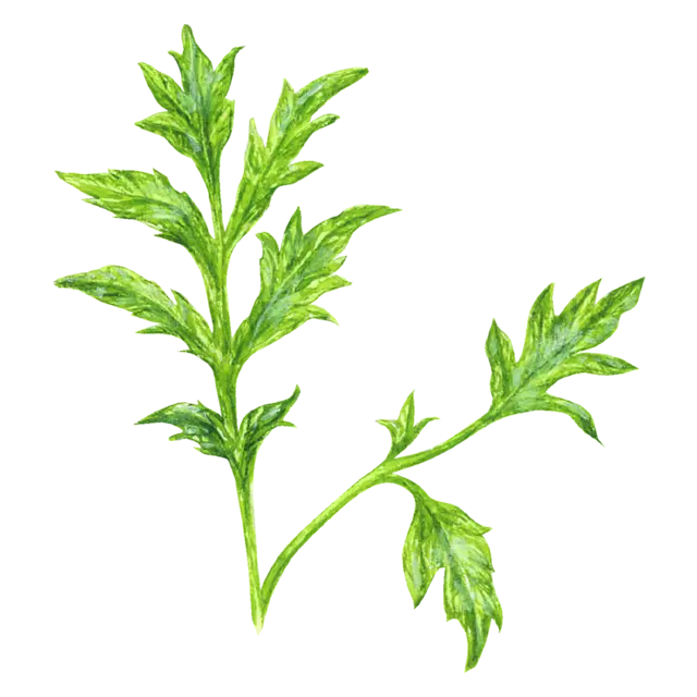 よもぎのイラスト