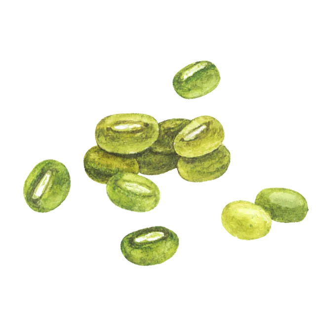 緑豆のイラスト