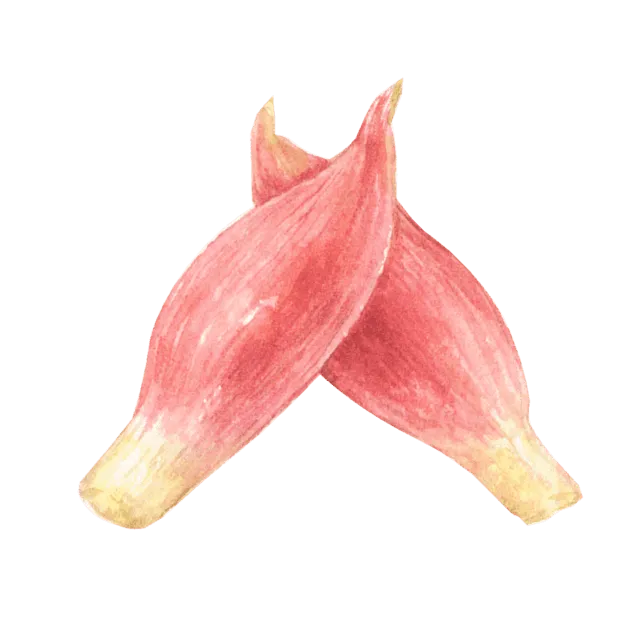 みょうがのイラスト