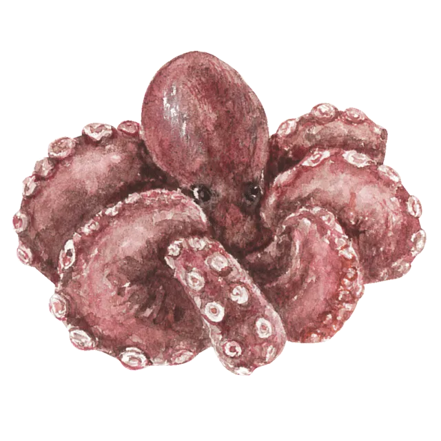 タコのイラスト