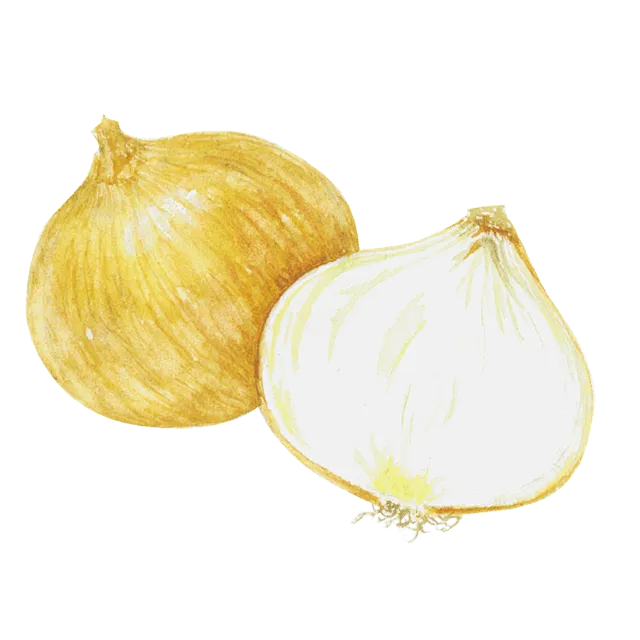たまねぎのイラスト
