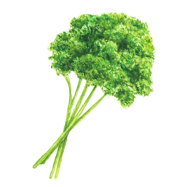 パセリのイラスト
