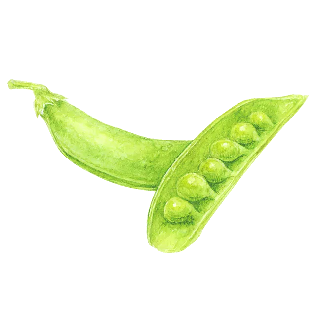 えんどう豆のイラスト