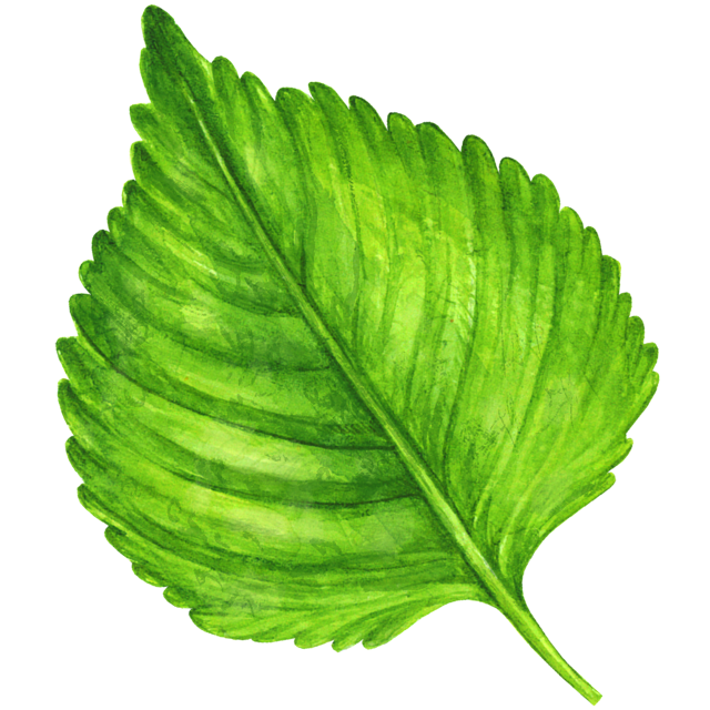 えごまのイラスト